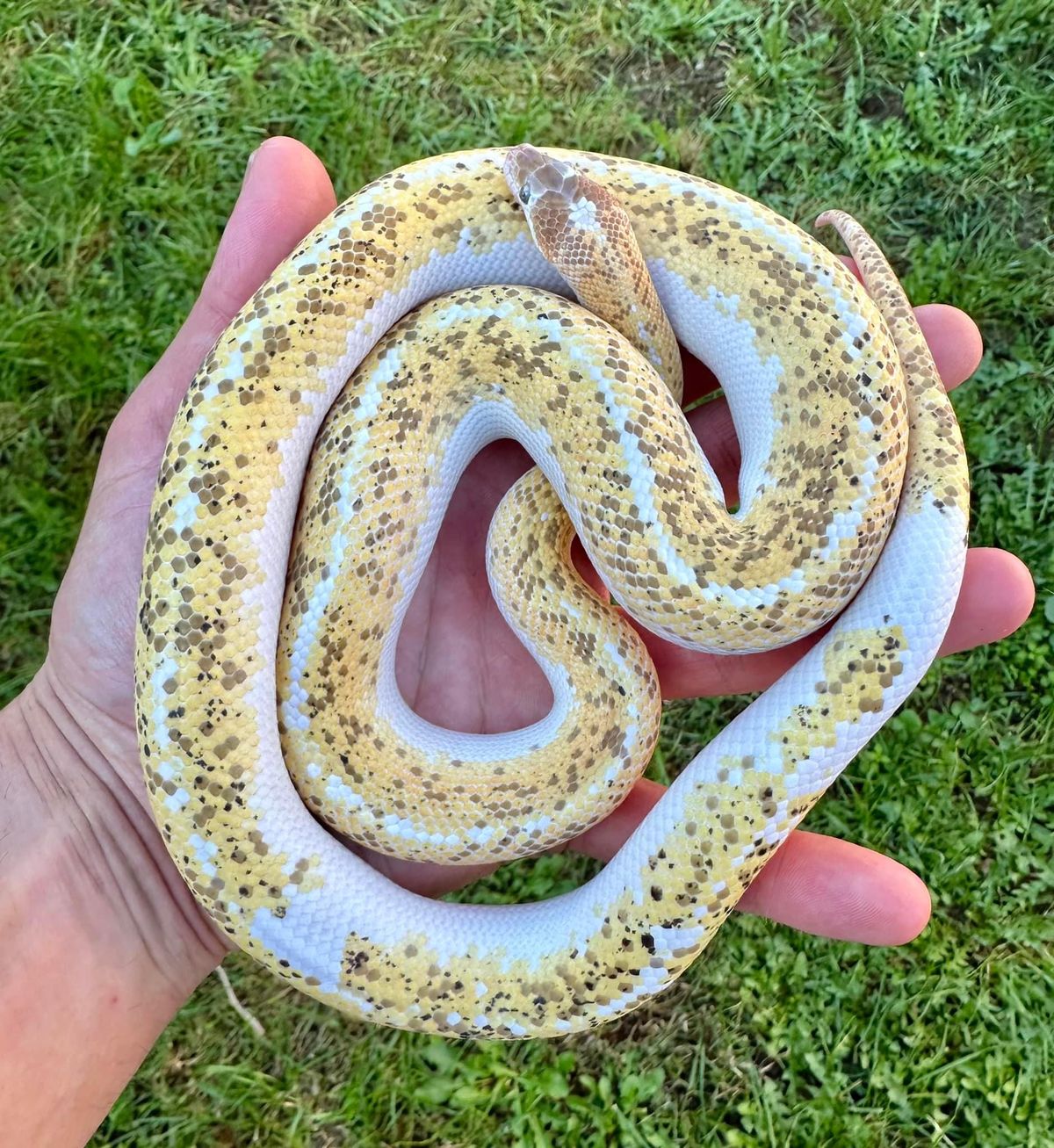 Corn snake